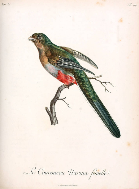 Bir kuş Illustration. eski resim - Fotoğraf, Görsel