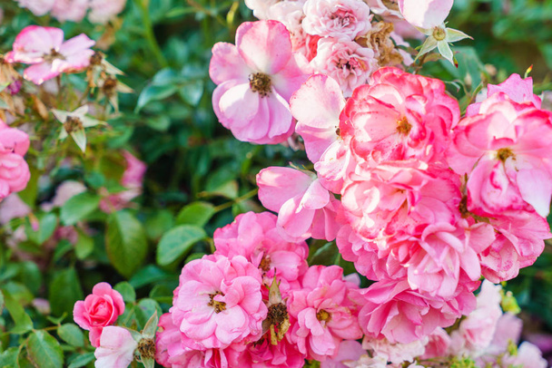 mooie rozen in de tuin, close-up - Foto, afbeelding