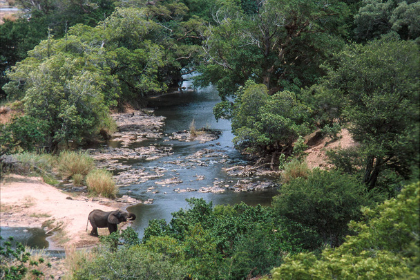 Elefánt a folyó ivóvíz - Fotó, kép