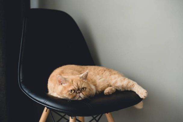 Exotic shorthair cat laying on black leather chair - Zdjęcie, obraz