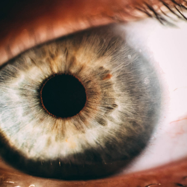 enlarged image of an eye iris made with a slit lamp - Φωτογραφία, εικόνα