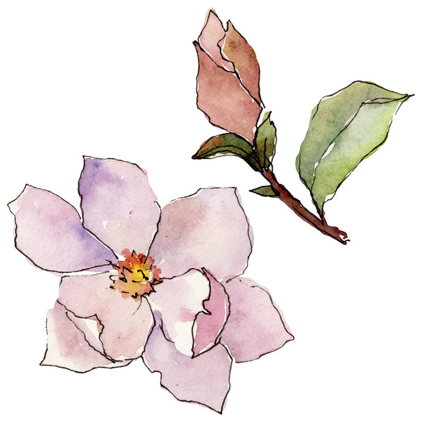 Wildflower magnolia flower in a watercolor style isolated. - Photo, Image