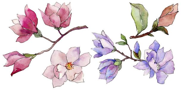 Wildflower magnolia flower in a watercolor style isolated. - Fotoğraf, Görsel