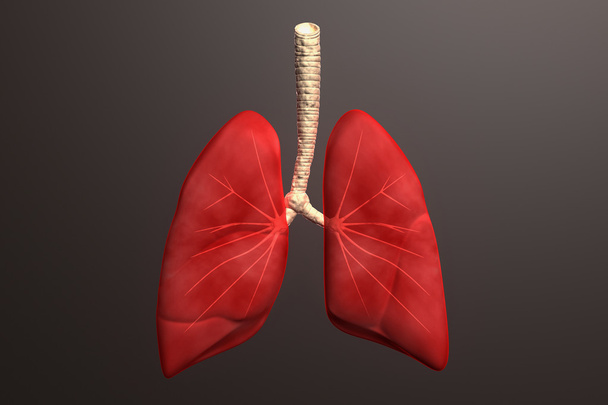 Human lungs in color background - Photo, Image
