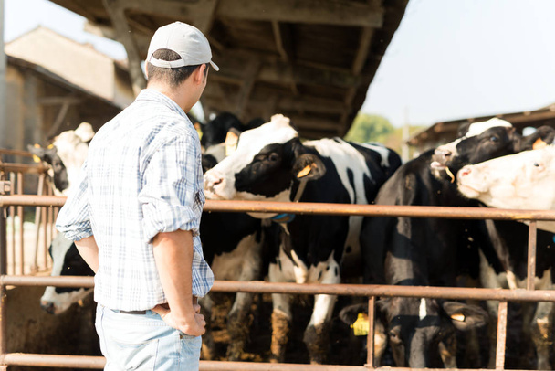 Breeder in front of his cows - Photo, image