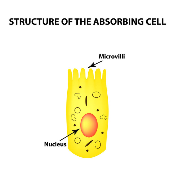 Структура энтероцита. кишечник абсорбционных клеток. Инфографика. Векторная иллюстрация на изолированном фоне
. - Вектор,изображение
