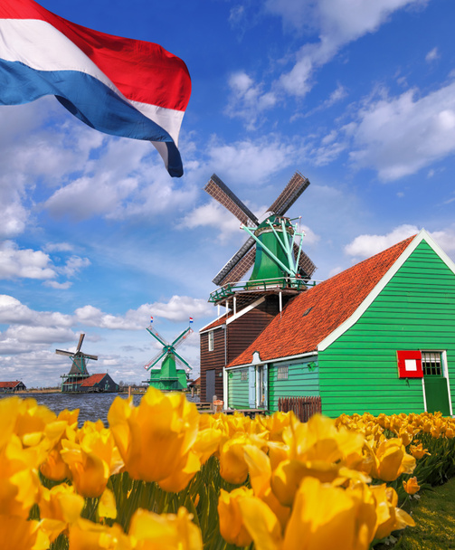 Hagyományos holland szélmalmok a Zaanse Schans, Amszterdam területén, Holland tulipán - Fotó, kép