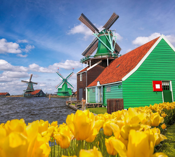 ザーンセスカンス、アムステルダム周辺地域、オランダのチューリップと伝統的なオランダ風車 - 写真・画像