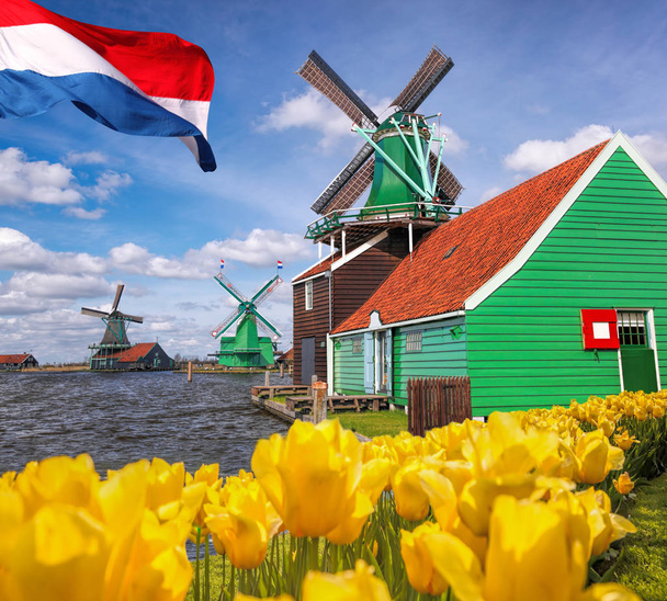 Традиционные голландские ветряные мельницы с тюльпанами в Zaanse Schans, Амстердам, Голландия
 - Фото, изображение