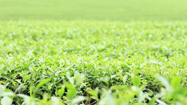 Tea ültetvény a természet szél. - Felvétel, videó