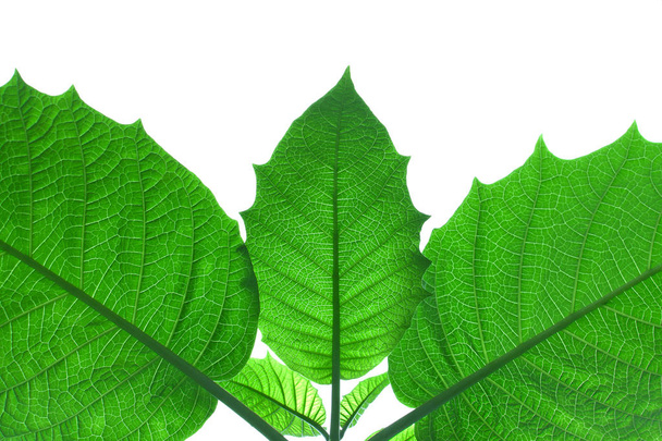 Green leaves on a white background. - Foto, Imagen