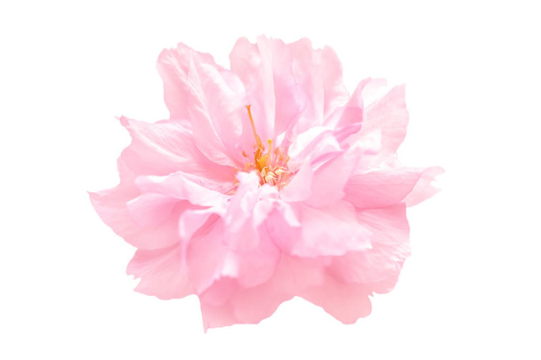 Piękny sakura różowy kwiat wiśni kwiat na białym tle. Płytkiej głębi. Miękkie stonowanych. Szablon karty z pozdrowieniami. Płytkiej głębi - Zdjęcie, obraz