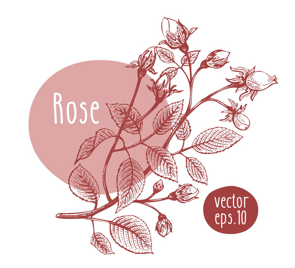 Hand drawn vintage rose. Vector blooming flower. Botanical illustration. Can be use for wedding invitations and greeting cards, page decoration, packaging. - ベクター画像