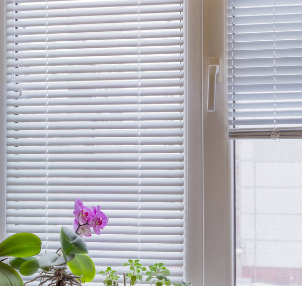 Modern ablak, a lamellás árnyékolók és virágzó orchidea töredéke - Fotó, kép
