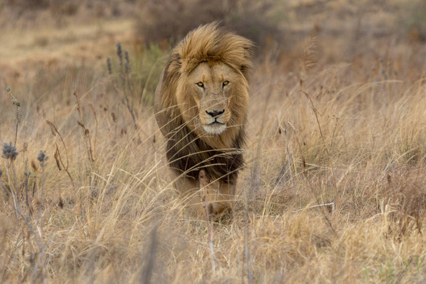 Oroszlán Kruger Nemzeti Park - Fotó, kép