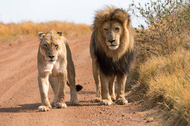 Пара львов
  - Фото, изображение
