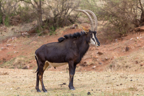Antilopa Vraná Krugerův národní Park - Fotografie, Obrázek