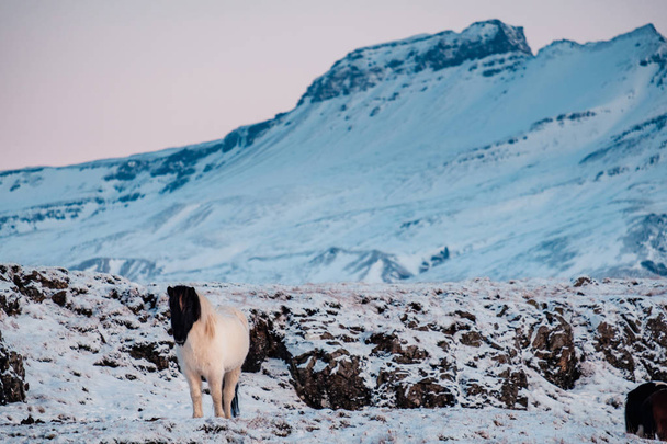 Typisch isländisches haariges Pferd, das im Schneesturm weidet. Islandpferde züchten im Winter bei schwierigen Bedingungen schneebedeckter eisiger Winter auf Island. - Foto, Bild