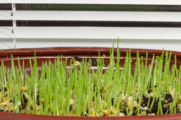 Young sprouts of barley in flower pot on the windowsill - Photo, Image