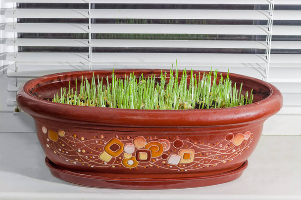 Young sprouts of barley in flower pot on the windowsill - Photo, Image