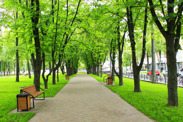schöner Park mit vielen grünen Bäumen. Frühjahrswanderung - Foto, Bild