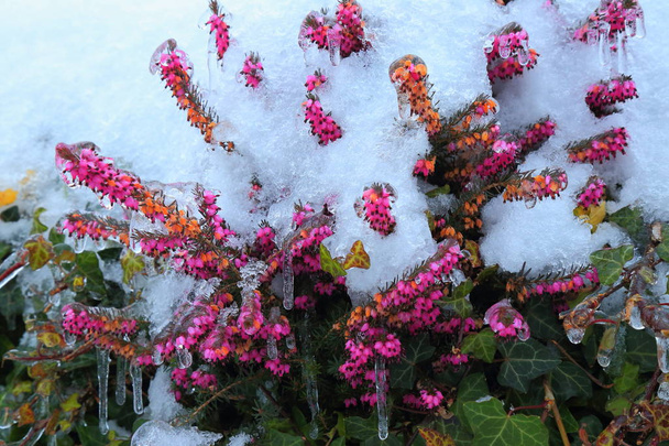Bloeiende Erica carnea bekend als winter heath bedekt met sneeuw - Foto, afbeelding