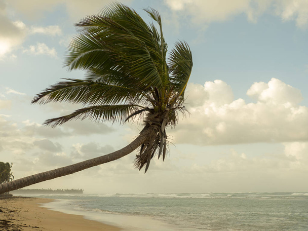Plage déserte, palmiers, océan
 - Photo, image