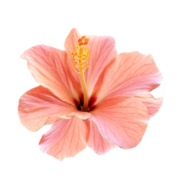 Flor de hibisco rosa isolada
 - Foto, Imagem