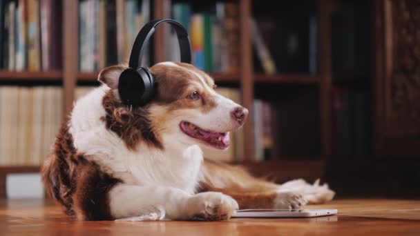 Der Hund genießt ein Tablet in der Bibliothek und hört Musik über Kopfhörer. Niedliche Haustiere Konzept - Filmmaterial, Video