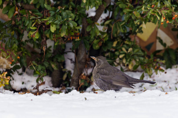 blackbird on snow looking for food - Photo, Image
