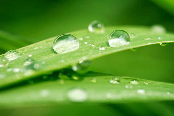Green grass with raindrops - 写真・画像