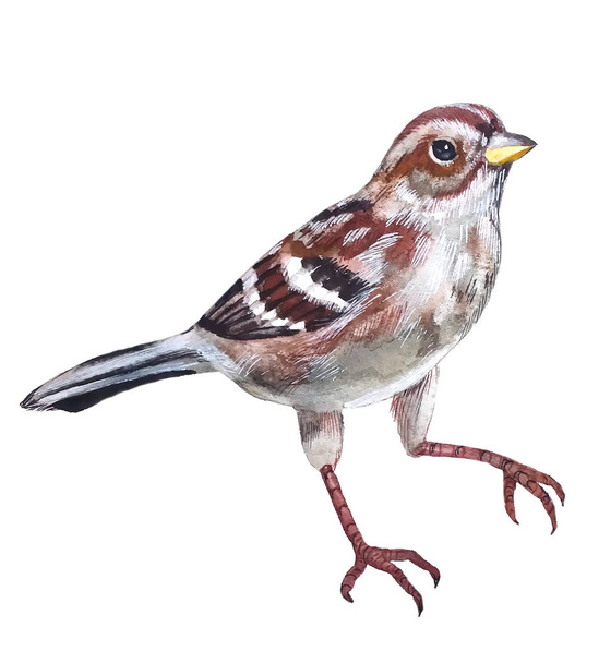 cute beautiful Sparrow bird motley gray-brown feathers with shiny eyes sit - Zdjęcie, obraz
