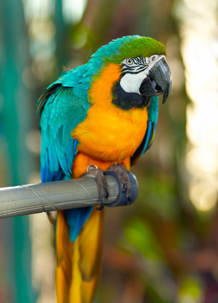 papuga siedząca na grzędzie - Zdjęcie, obraz