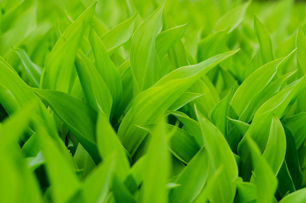 sfondo di foglie di giglio verde maggio
 - Foto, immagini