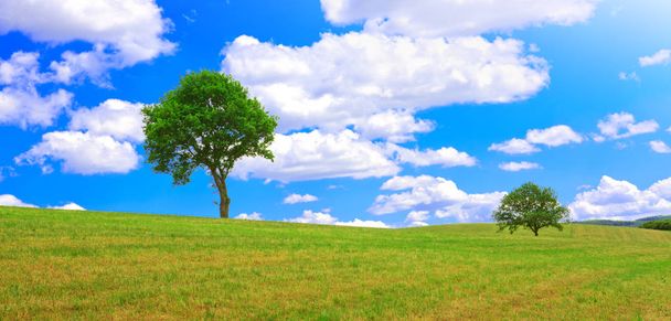 Дерево на зеленому лузі і блакитному небі
. - Фото, зображення