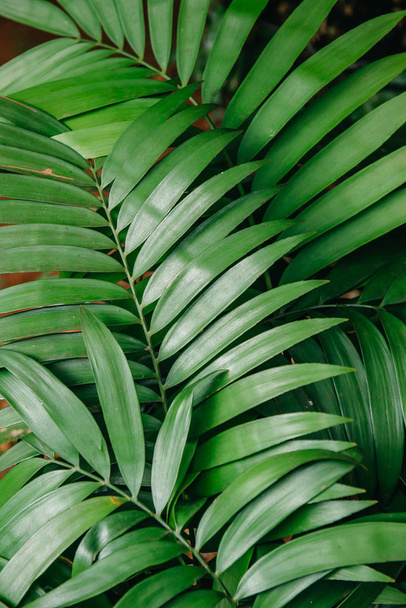 green leaves of tropical plants, texture - Foto, afbeelding
