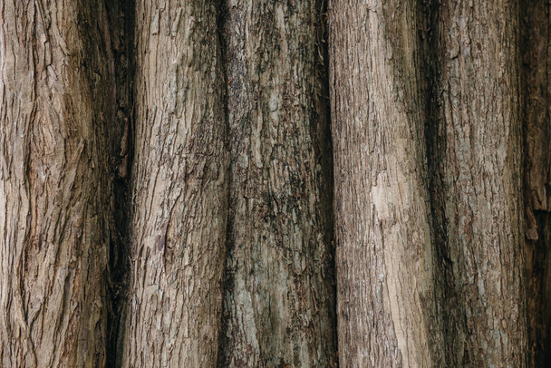 texture of a real old tropical tree - Fotografie, Obrázek