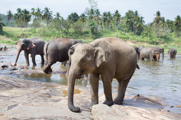 Elephant orphanage in Sri Lanka - Foto, afbeelding