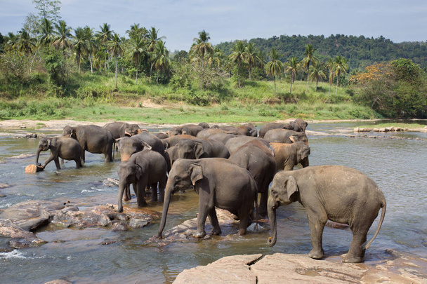 スリランカの象の孤児院 - 写真・画像