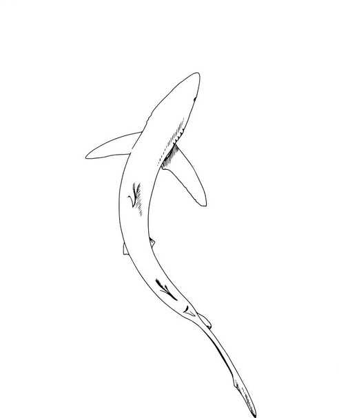 Wielki biały rekin rysowane w logo szkicu odręcznego tuszem - Wektor, obraz