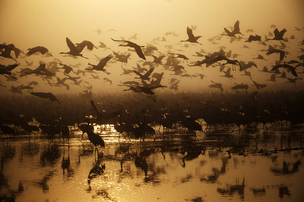 aves migratorias que vuelan a regiones cálidas
 - Foto, Imagen