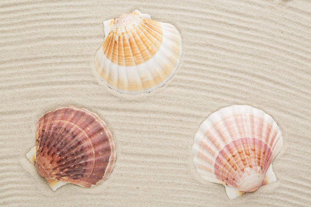 Shell on the sand - Fotografie, Obrázek