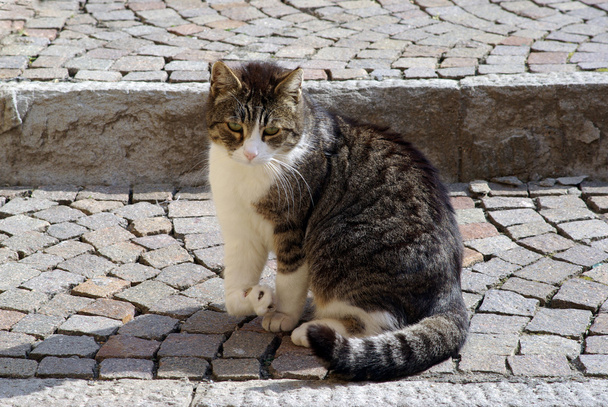 kočka neplatné - Fotografie, Obrázek