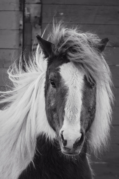 horse close-up black and white with long mane - Φωτογραφία, εικόνα