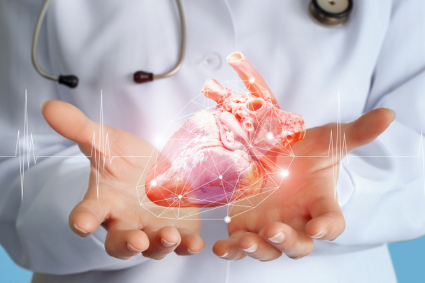 El médico cardiólogo muestra un donante de corazón
 . - Foto, imagen