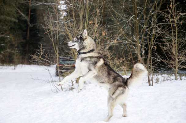 Husky dog is standing on its hind legs in the winter forest - Photo, image