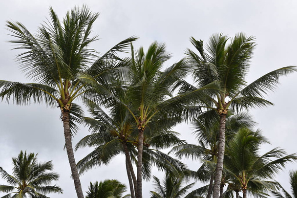 Kokosové palmy proti zatažené obloze - Fotografie, Obrázek