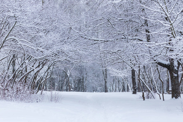 winter forest landscape with snow - Foto, afbeelding
