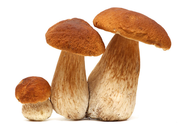 Family of white porcini. Wild Foraged Mushroom selection isolated on background, with shadow. Boletus Edulis mushrooms - 写真・画像