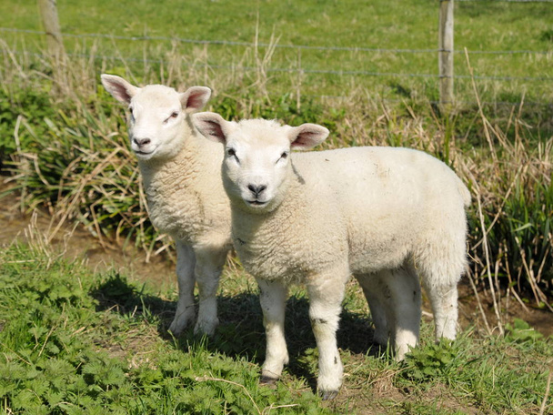 Deux petits agneaux regardant la caméra tout en marchant sur le terrain
 - Photo, image